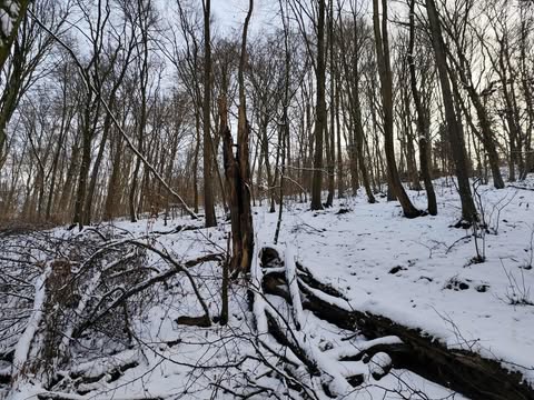 Fenntartott erdők – miért igényelnek állandó harcot?