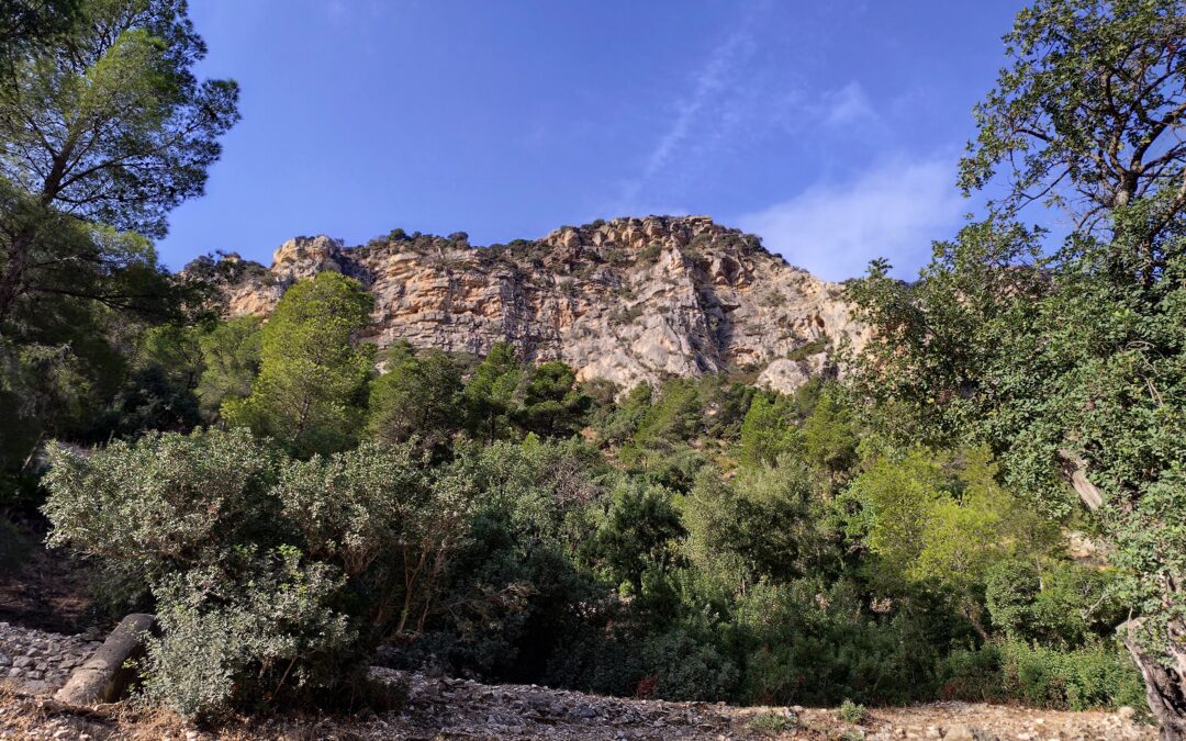 Nem a természetnek van szüksége az emberre, hanem az embernek van szüksége a természetre (erdőkre)