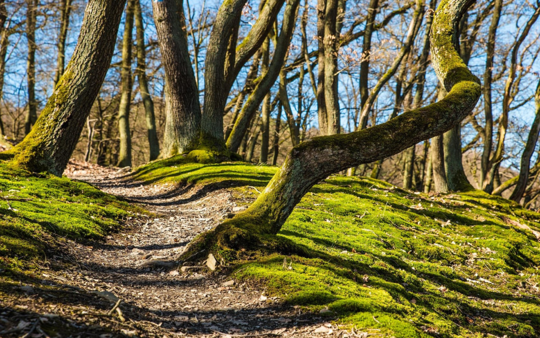 A rendezetlenség mint az átalakulás természetes állapota