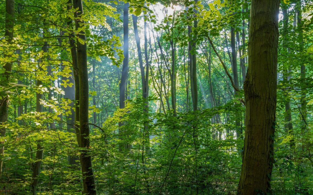 Félelem a változástól – emberi reflexek a természetben