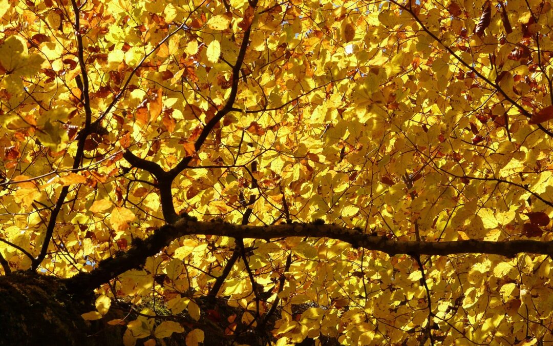 A 21. század terepi szakembere – jelenlét, tudás, felelősség