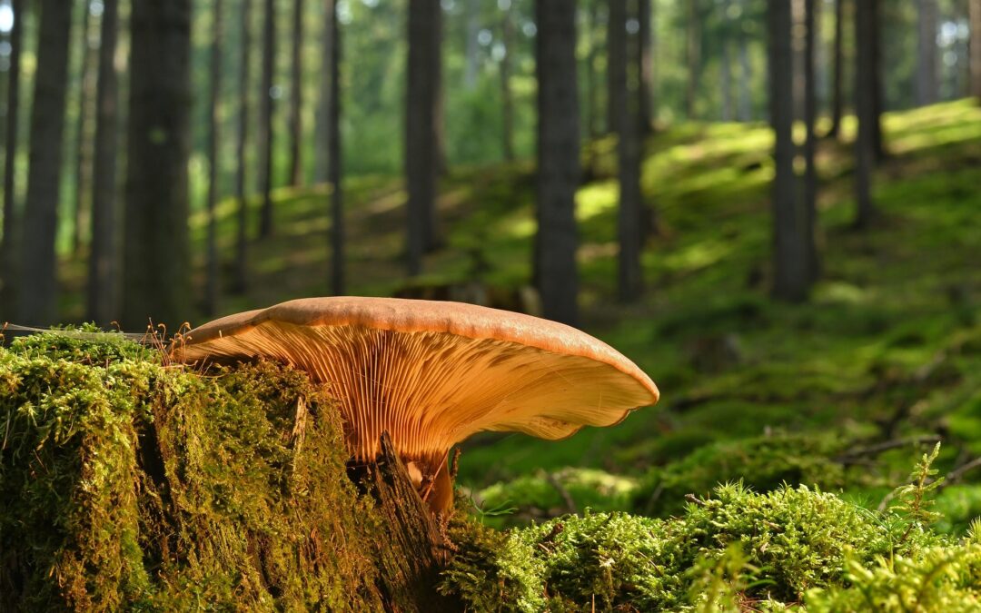 Mit őrzünk meg az erdőből – és milyen következményekkel?