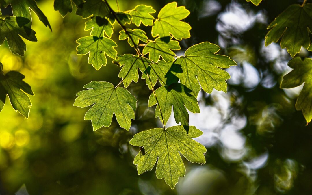 Fafajválasztás klímaváltozás idején – biztonságkeresés vagy alkalmazkodás?