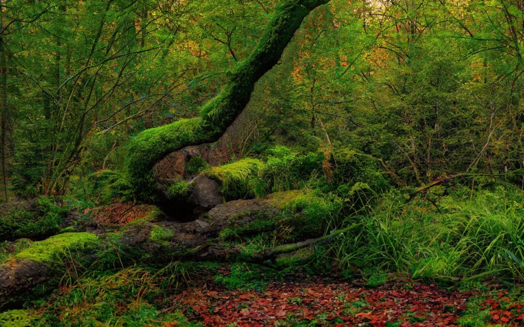 Mondjuk ki – az erdészeti beavatkozások mögött egy félelem is meghúzódik